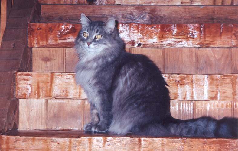 Photograph of Dusty Cat on stairs